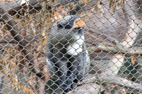 Selective focused Sykes' monkey sitting behind bars. Stock Photos