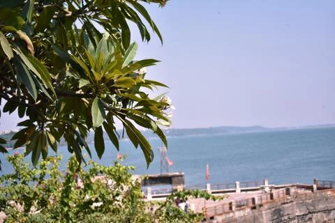 Selective focused on tree in foreground in Dona paula, Goa Stock Photos