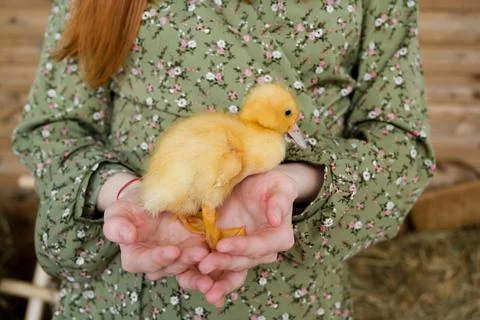 Selective focus.Happy Easter concept. Female hands gently hold the duckling Stock Photos