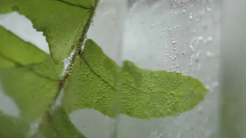 Selective focus,Natural crystal ice cube , fresh green fern leaves  background. Stock Footage 169106198