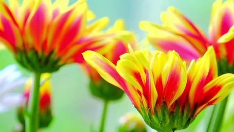 Selective follow focus video of beautiful Gazania (South African Daisy) flowers  Stock Footage 73346935