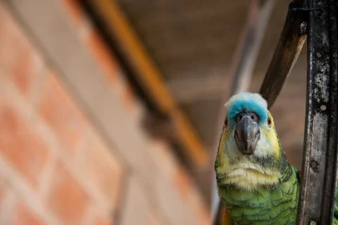 Selective of a green funny parrot Stock Photos