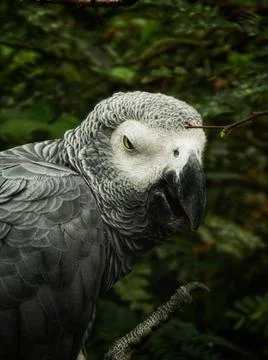 Selective of a grey parrot (Psittacus erithacus) in greenery Stock Photos
