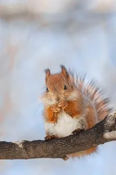 Selective image of red squirrels eating nut on wooden stump Stock Photos
