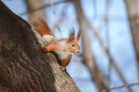 Selective image of red squirrels eating nut on wooden stump Stock Photos