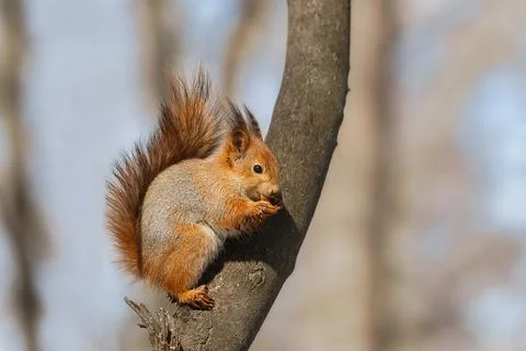 Selective image of red squirrels eating nut on wooden stump Stock Photos