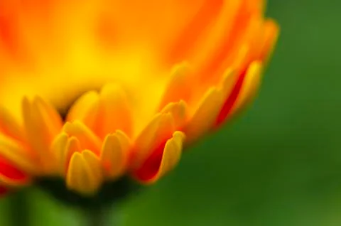Selective macro shot, blooming Gerbera Daisies petal with shallow depth of fi Stock Photos