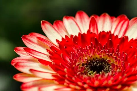Selective macro shot, blooming Gerbera Daisies petal with shallow depth of fi Stock Photos