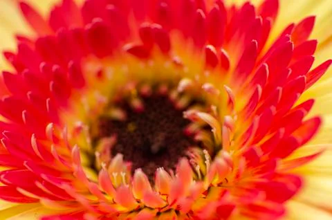 Selective macro shot, blooming Gerbera Daisies petal with shallow depth of fi Foto stock
