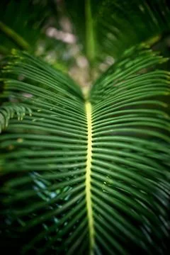 Selective of a palm leaf texture Stockfoto's