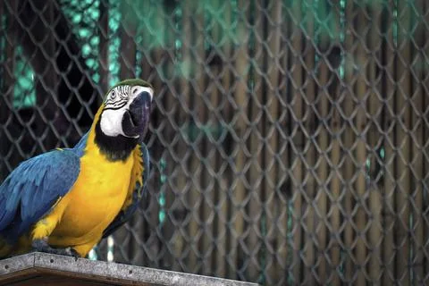 A selective shot of a blue &amp; yellow macaw inside the cage in Zoological Park  Foto stock