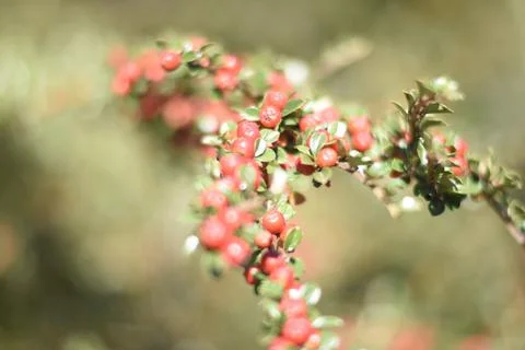 Selective shot of cotoneaster red berries Foto stock