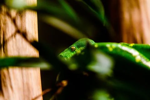 Selective shot of a green tree python (Morelia viridis) Foto stock