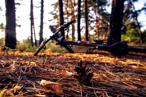 A selective shot of a pine cone on dry grass with a blurry background of a bi 스톡 사진