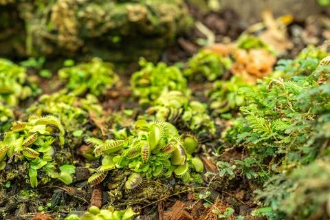 Selective shot of the Venus flytrap (Dionaea muscipula) in a garden Stock Photos