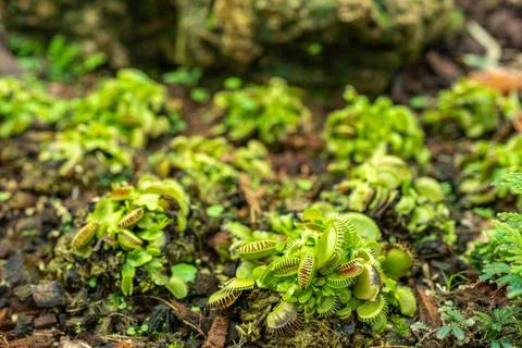 Selective shot of the Venus flytrap (Dionaea muscipula) in a garden 库存照片