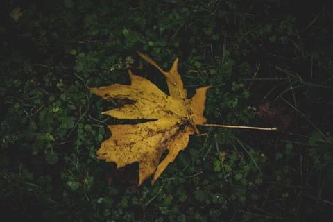 Selective shot of a yellow leaf on the surface of small green leaves Stock Photos
