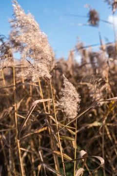 Selective soft focus of beach dry grass, reeds, stalks blowing in the wind at Stock Photos