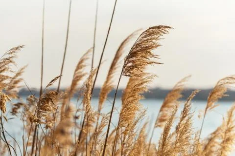 Selective soft focus of beach dry grass. Stock Photos