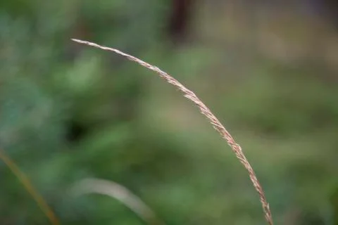 Selective soft focus of beach dry grass, reeds, stalks blowing in the wind at Stock Photos