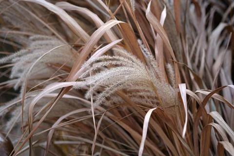Selective soft focus of beach dry grass, reeds, stalks blowing in the wind at Stock Photos