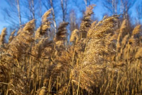 Selective soft focus of dry grass, reeds, stalks blowing in the wind at golde Stock Photos