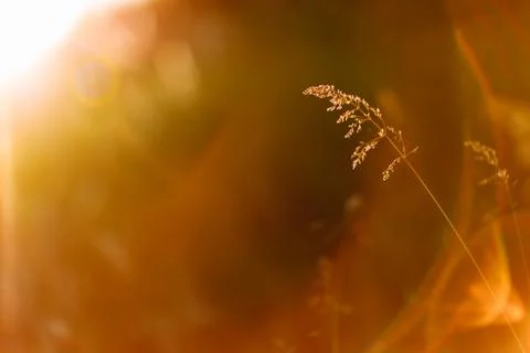 Selective soft focus of dry grass, reeds, stalks blowing in the wind at golde Stock Photos