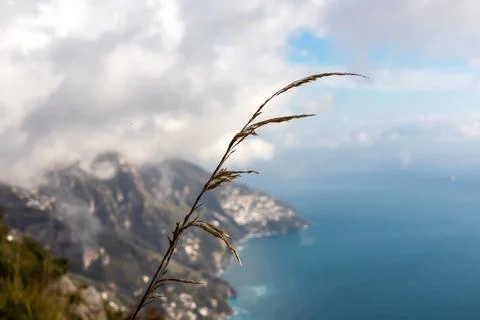 Selective soft focus dry grass, reeds, blowing in wind with panoramic view .. Stock Photos