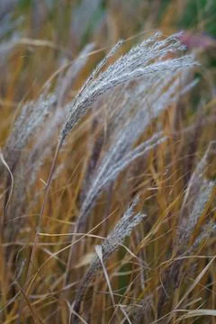 Selective soft focus on dry reed seeds bent in the wind, autumn season. Abstract Stock-Fotos