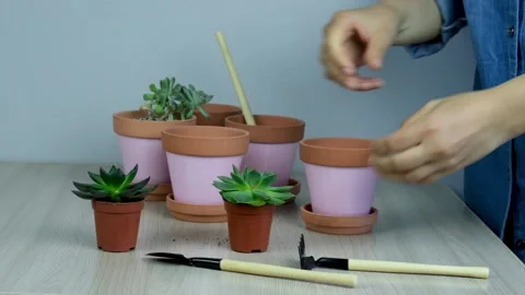 Selective soft focus female hands hold a small succulent, examining the roots of Stock Footage 132441277