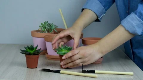 Selective soft focus female hands transplant a small succulent into a terracotta Stock Footage 132711725