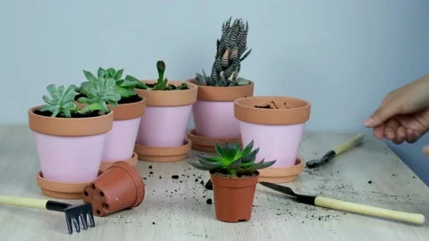Selective soft focus female hands transplant a small succulent into a terracotta Stock Footage 132711771