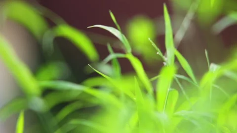 Selective soft focus on fresh vibrant green grass sprout blades Stock Footage 344744680
