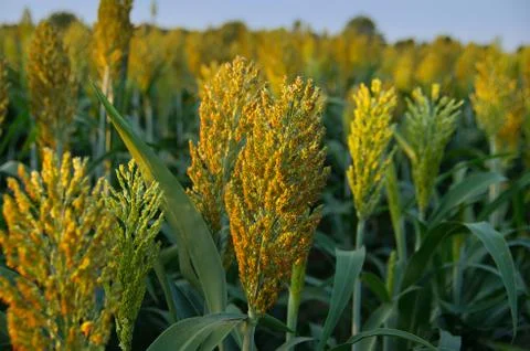 Selective soft focus of Sorghum field in sun light. Stock Photos