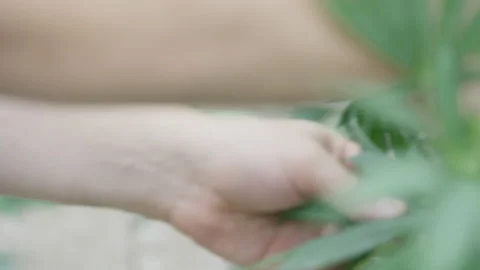 Selective trimming of a marijuana plant Stock Footage 213770761