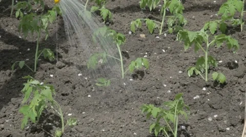 Selective watering tomato seedlings from plastic watering can Stock Footage 7752610