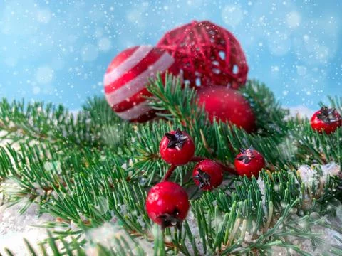 Selective winter focus on snowy red berries spruce branch over blue background Stock Photos