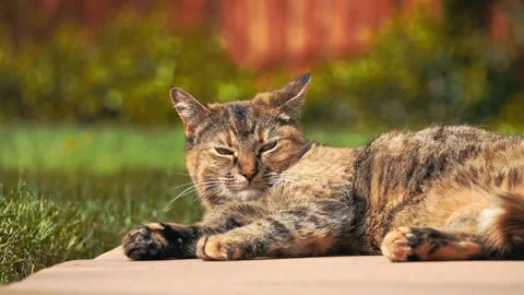 Selective zoom shot of a grumpy orange and grey cat lying down. Stock Footage 273033781