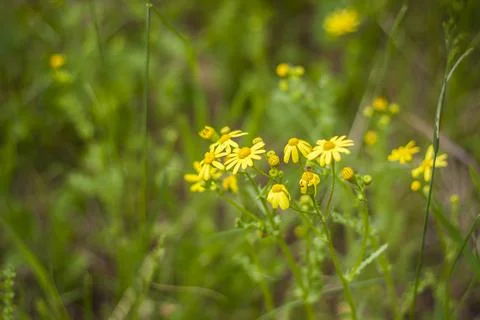 Selectively focus on the chamomile flowers or the flowers of the chamomile pl Stock Photos