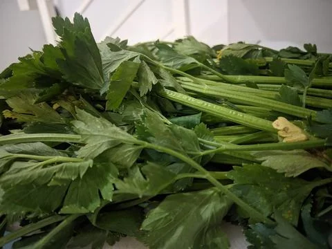 Seledri 写真素材