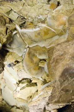 Selenite crystals Stock Photos