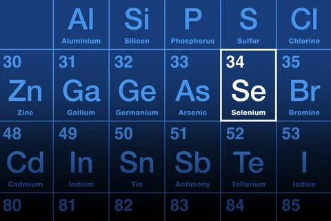 Selenium element on the periodic table with element symbol Se 스톡 일러스트