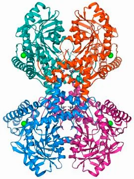Selenocysteine synthase enzyme molecule Stock Illustration