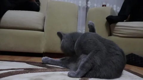Self cleaning cat gray cat Stock Footage 203971508