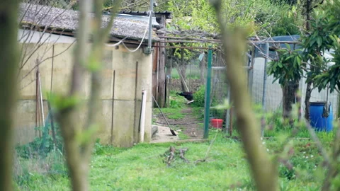 Self-confident rooster attacking hen in the yard near the barn, behaviour of Stock Footage 313077444