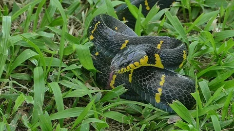 Self-defense action of Gold-ringed cat snake Stock Footage 106792863