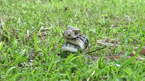 Self-defense of radiated rat snake Stock Footage 106691250