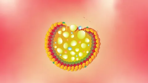 Self destructive process of a lysosome Stock Footage 257061976