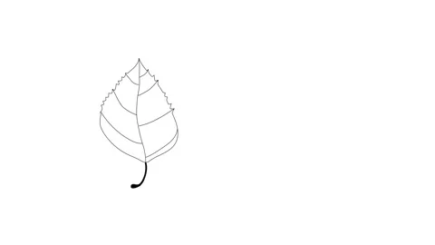 Self drawing animation of birch leaf. Line art illustration. Copy space, white Stock Footage 131609308