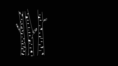 Self drawing animation of birch trees trunks. Copy space. Black background. Stock Footage 136342566